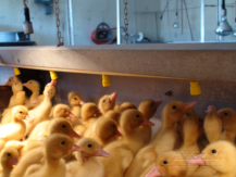 Baby ducks at Metzer Farms (Gonzales, CA)